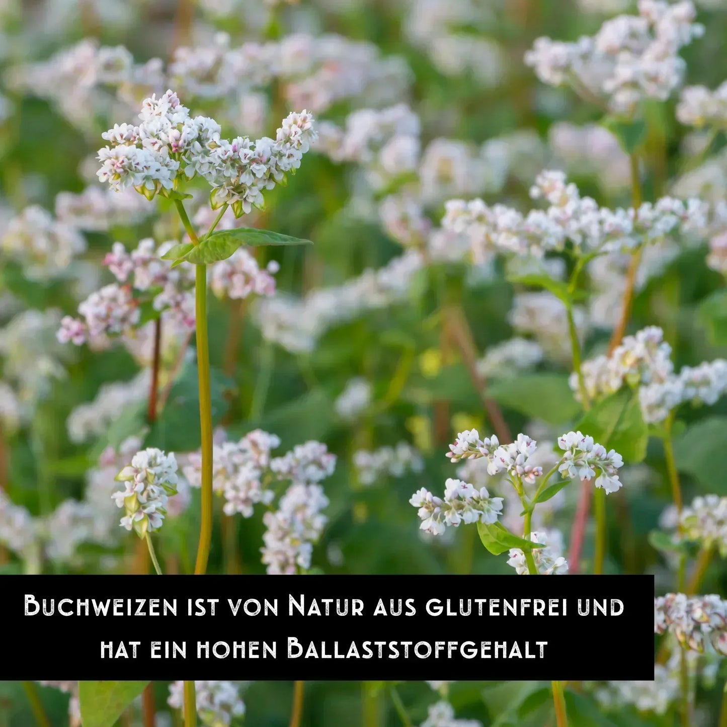 Buchweizen Pflanze
